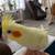Cockatiel 6 thumbnail