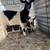 Milk goats and milk stand 6 thumbnail