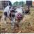 Kunekune (Kune kune) pigs and pork 21 thumbnail