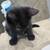 Black beutiful kittie 4 thumbnail