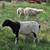 3 Dorper Ewes 6 thumbnail