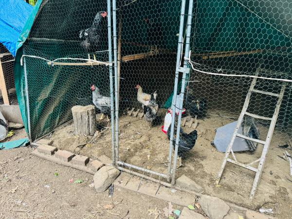 Roosters $15 each 1