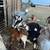 sheep, lamb, and goats 8 thumbnail