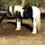 Gypsy Arabian Mare 4 thumbnail