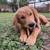 Golden Retriever Puppy 4 thumbnail