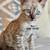 Snow Bengal 2 thumbnail