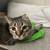 Rehoming 2 Amazing Cats 1 thumbnail