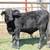 10.6 Month Old Brangus Bull Calf 3 thumbnail