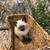 Female Siamese Kitten 5 thumbnail