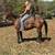 Nice Bay Gelding Broke to Ride - Marty 1 thumbnail