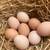 Organic eggs/ huevo orgánico 1 thumbnail