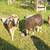 Jacobs Sheep for sale 5 thumbnail