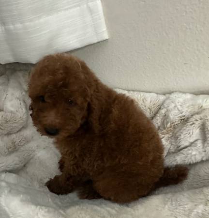 Poodle (La puente)63877736363265121