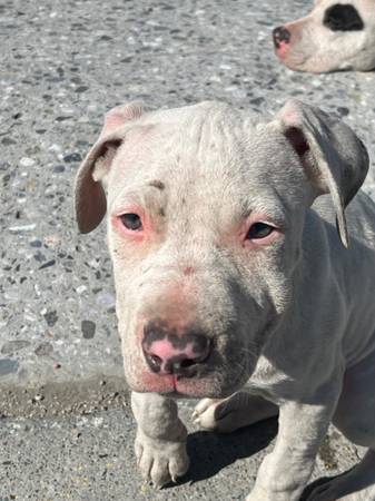 Lost Dog- Dirty White Pit (san jose north)63852312599683120