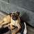 Pug needs a new home $380 he has his shots too 1 thumbnail