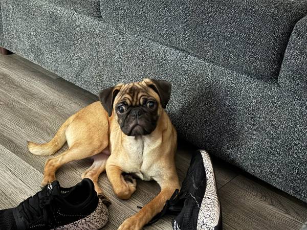 Pug needs a new home $380 he has his shots too 1