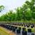 Large Shade and Landscaping Trees! Oaks, Elms, and More! 2 thumbnail