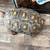 Red Footed Tortoise 3 thumbnail