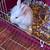White rabbit 4 thumbnail