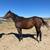 Thoroughbred broodmare 4 thumbnail