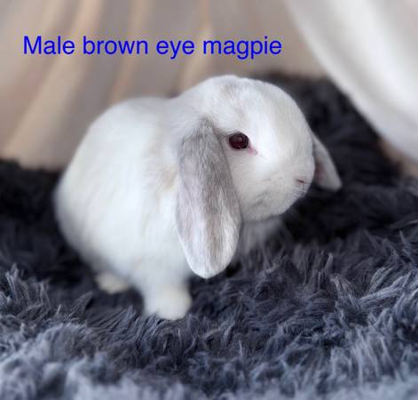 Baby bunnies (Oceanside)63819964728707122