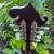 Eastman MD515 F Style Mandolin 6 thumbnail
