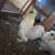 Show Quality Silkies 9 thumbnail