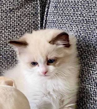 Indoor kittens available!! 1