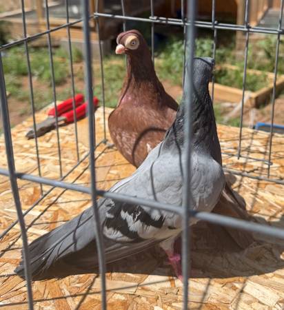 Pigeons 1