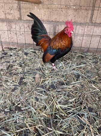 Pata corto/short feet Azteca chicken 1