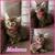 Kittens (TEHACHAPI) 1 thumbnail