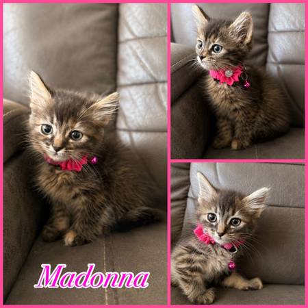 Kittens (TEHACHAPI) 1