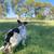 Rehoming of Frenchie Mix Puppy 1 thumbnail