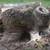 Large oak trunk base 3 thumbnail