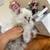 persian kitten 5 thumbnail