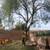 Tree Service/landscaping 8 thumbnail