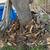 oak logs 1 thumbnail