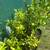 Key lime plants 3 thumbnail
