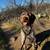 German Wirehaired Pointer 3 thumbnail