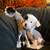 Chinese Crested hairless puppies 1 thumbnail