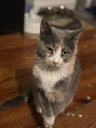 Female kitten/cat (Mountain City)64054659232002121