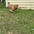 3 hens 6 thumbnail