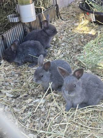 Rex/Holland lop mix baby bunnies 1