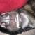 Rehoming German Shepard 4 thumbnail