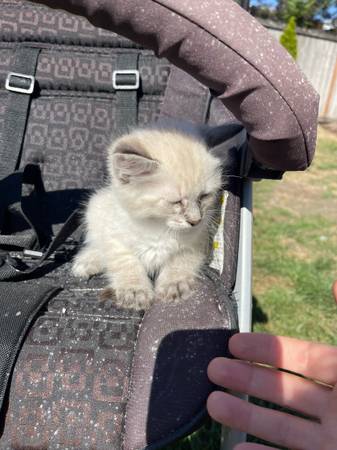 gatitos lindos (Tacoma)63870900574083124