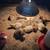 Turkey chicks 2 thumbnail
