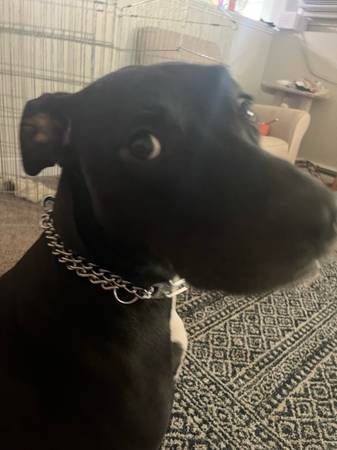 REHOMING DOG (Ocean Bluff)63912908522754120