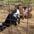 Pair Dwarf Goat kids 2 thumbnail
