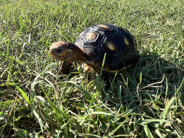 Red Foot Tortoise63976604412034121