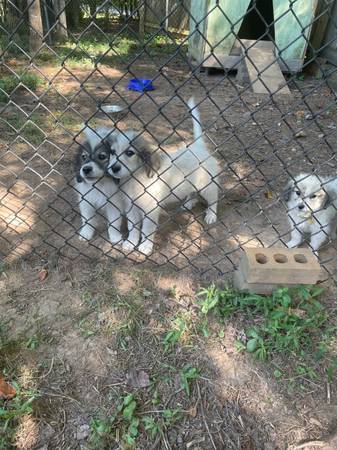 Great pyrenees puppies for sale $50 (North Wilkesboro)63953271334275121